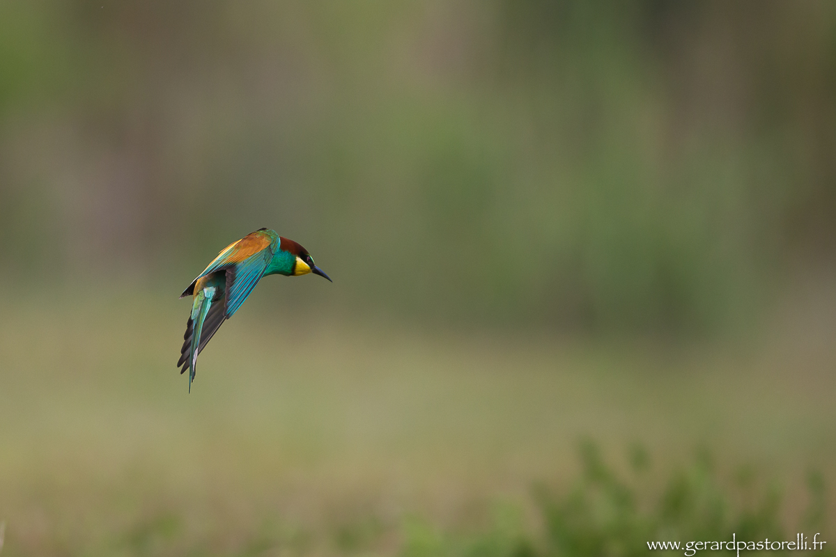 Bee eater 75